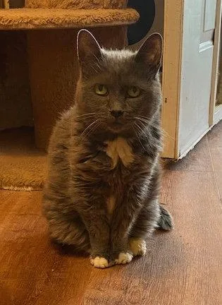 A senior large-sized female Gray / Blue / Silver Domestic Short Hair cat named Mickey for adoption in Escondido, CA
