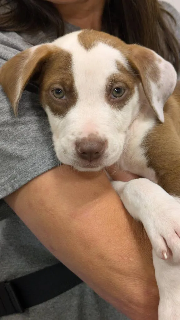 A baby medium-sized male Mixed Breed dog named Jack for adoption in Florence, SC