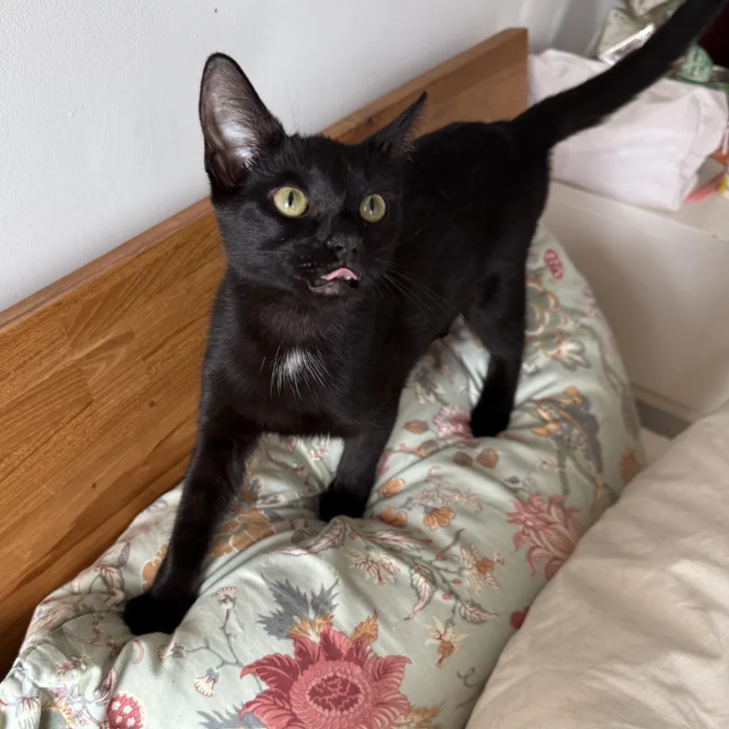 Curley And Larry thumbnail 3