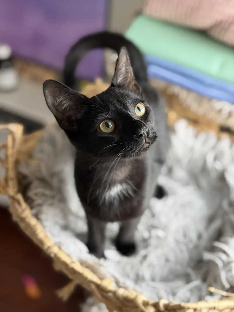 Curley And Larry thumbnail 4