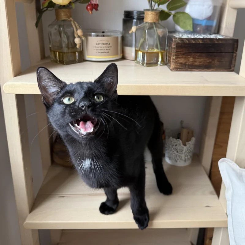 Curley And Larry thumbnail 6