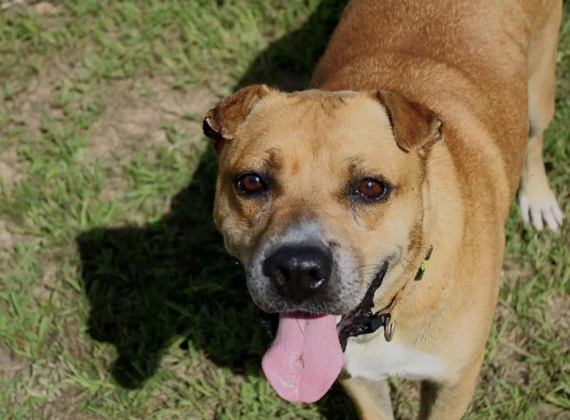 An adult large-sized male Red / Chestnut / Orange Staffordshire Bull Terrier dog named Bill for adoption in Willis, TX