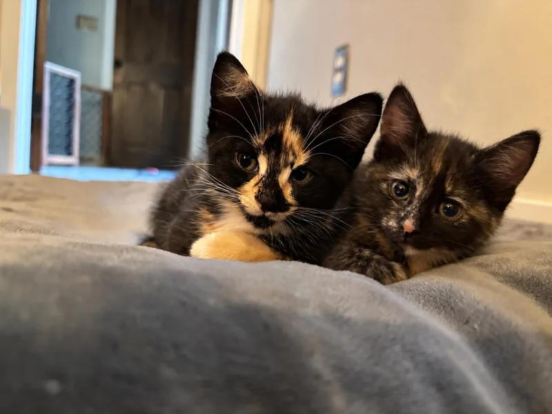A baby medium-sized female Domestic Short Hair cat named Pippin and RoryBonded Pair for adoption in Medfield, MA