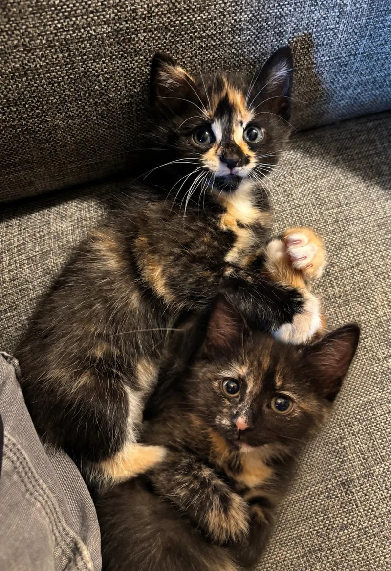 Pippin and RoryBonded Pair thumbnail 2