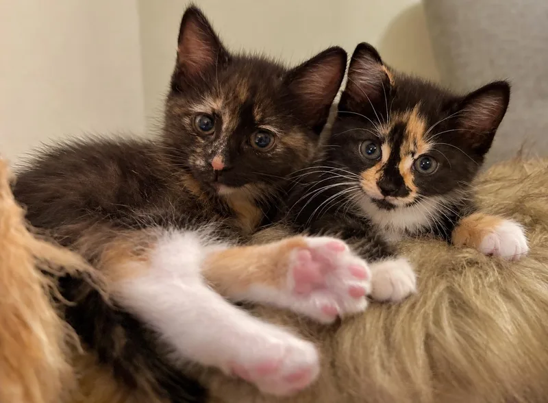 Pippin and RoryBonded Pair thumbnail 3