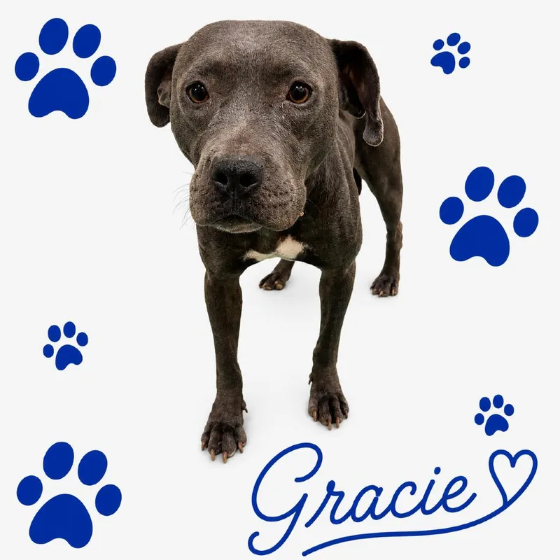 Gracie