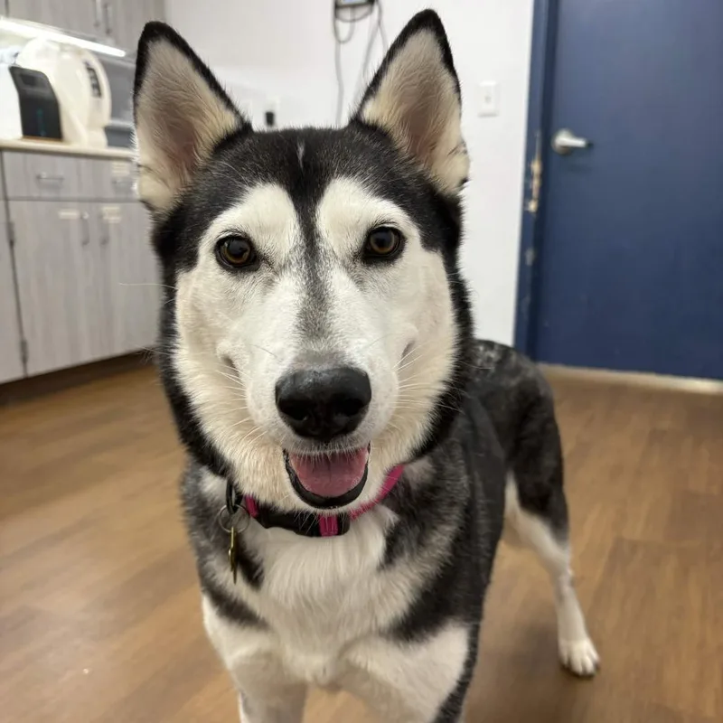 A senior medium-sized female Black Husky dog named Callie for adoption in Beaumont, TX