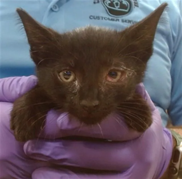 A baby small-sized male Domestic Short Hair cat named Mango for adoption in Miami, FL