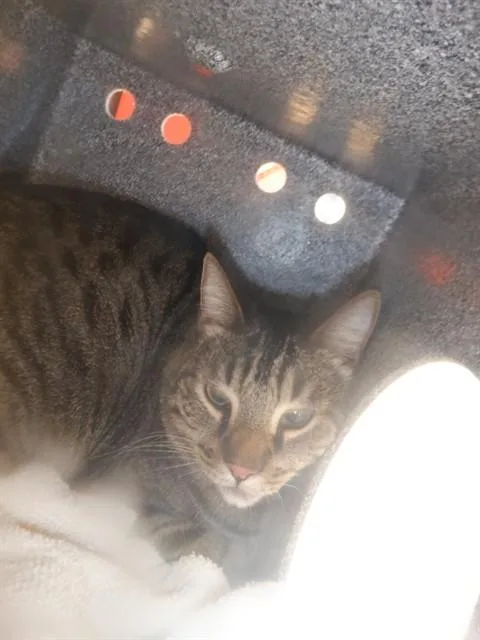 An adult large-sized male Domestic Short Hair cat named Opie for adoption in San Jose, CA