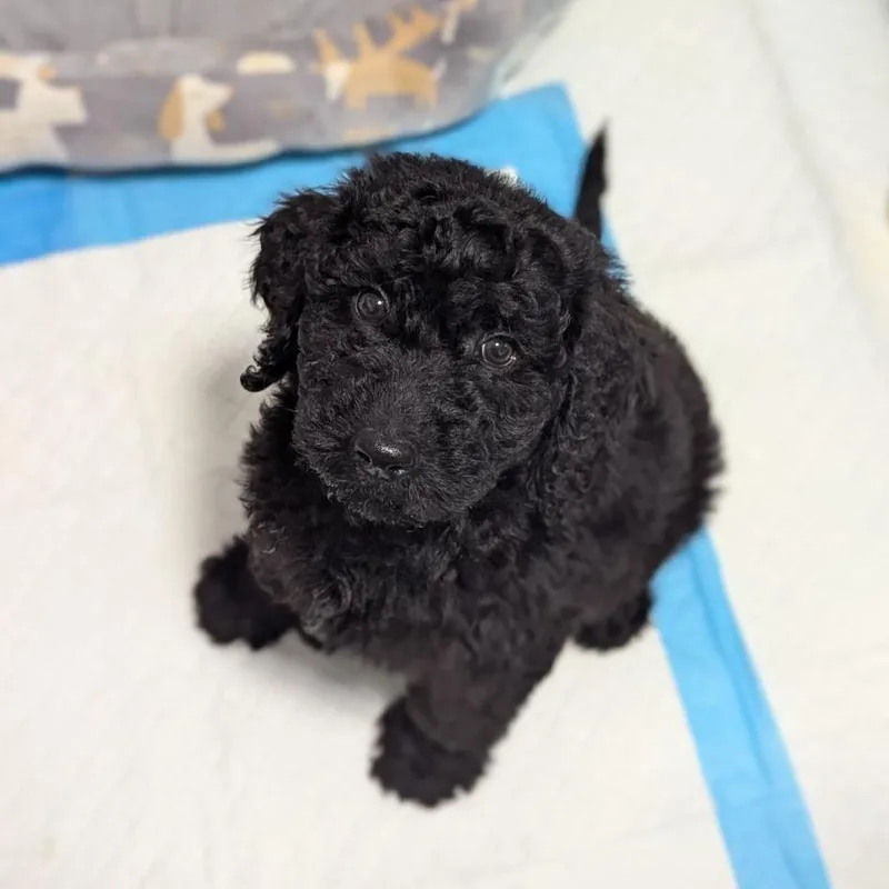A baby large-sized male Black Standard Poodle dog named Fishsticks for adoption in Ocala, FL