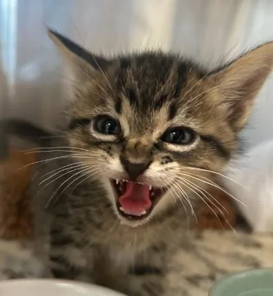 A baby small-sized male Domestic Short Hair cat named Honey Boy for adoption in Sugar Land, TX