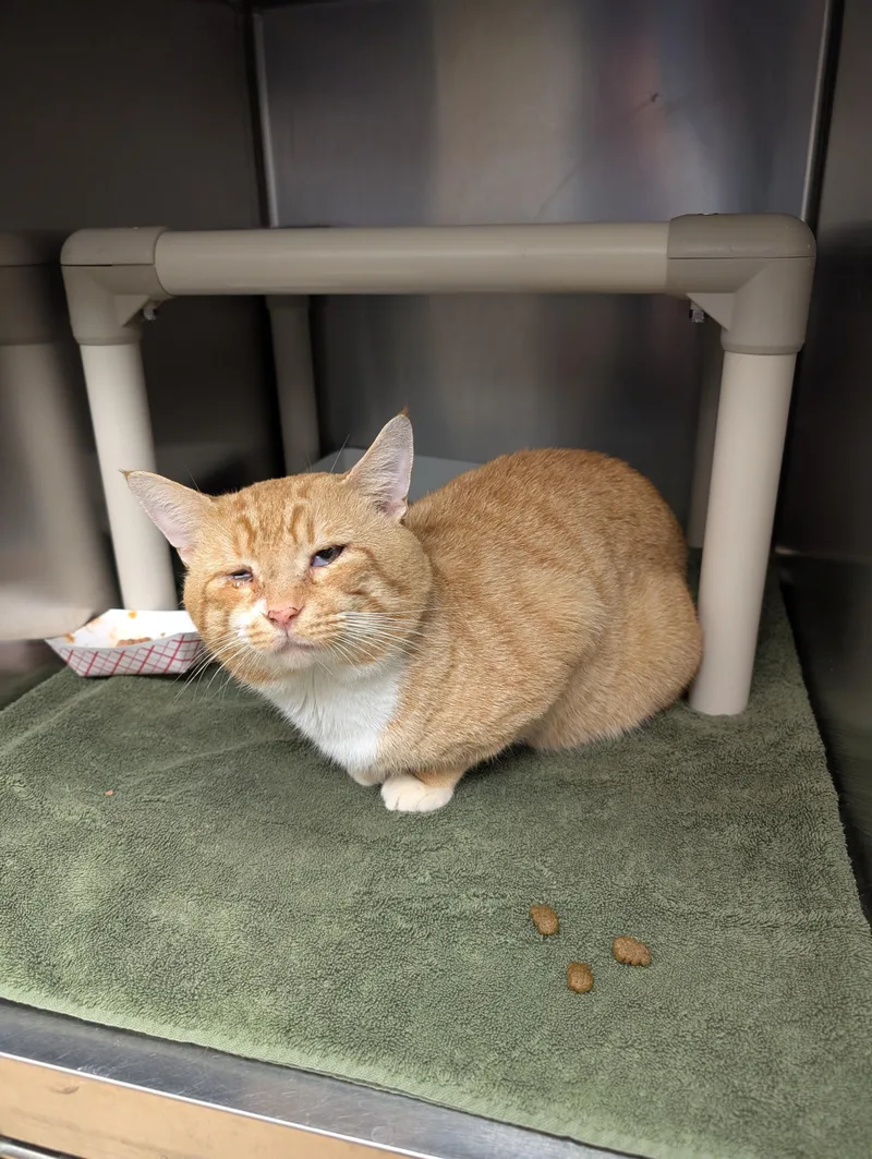 Mr. Lasagna thumbnail 2