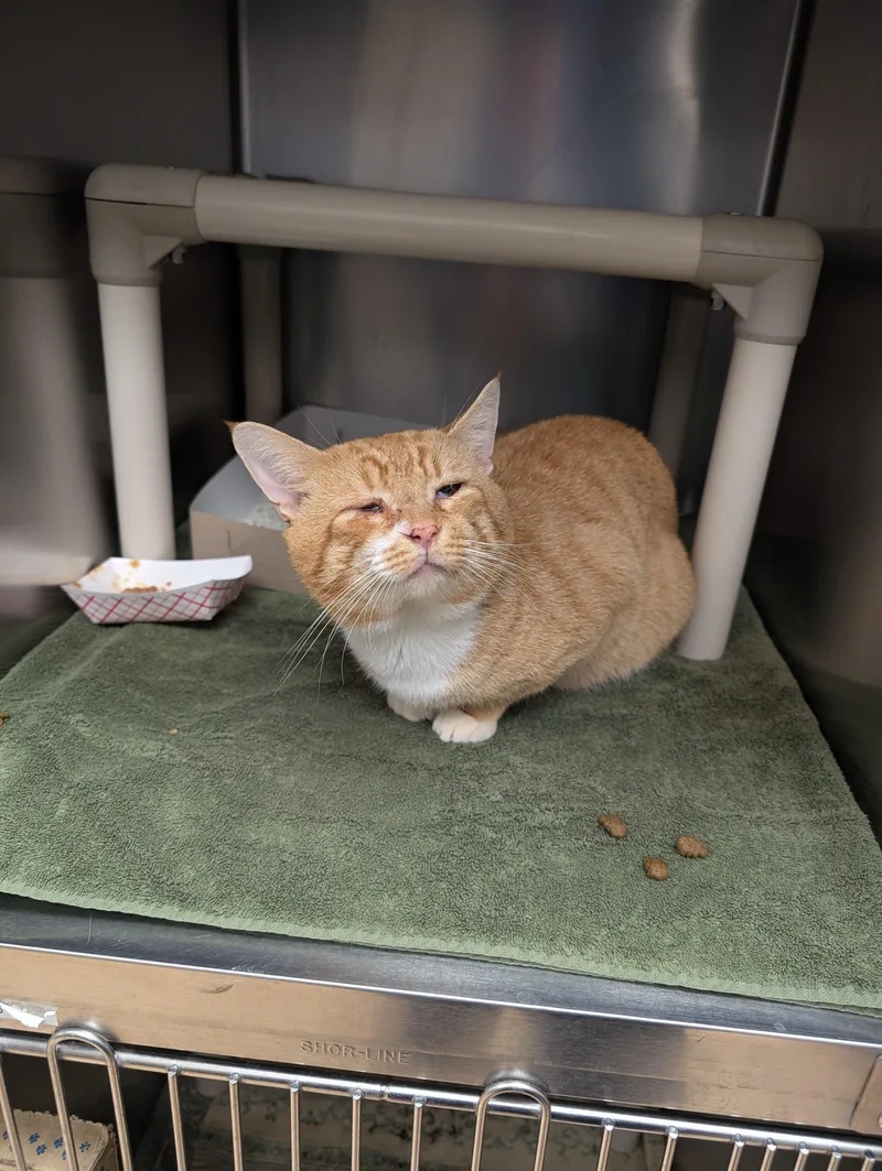 Mr. Lasagna thumbnail 3