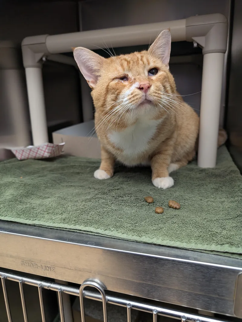 Mr. Lasagna thumbnail 4