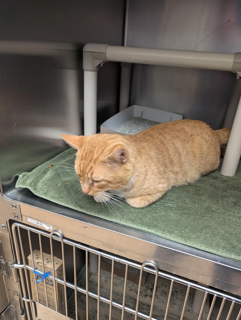 Mr. Lasagna thumbnail 5