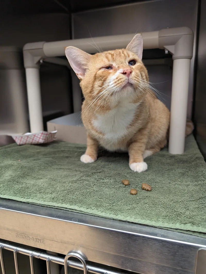 Mr. Lasagna thumbnail 6