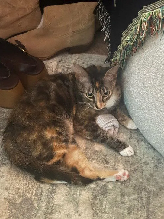 A young medium-sized female Tortoiseshell cat named Popsicle for adoption in Orlando, FL