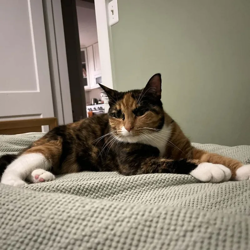 Callie O'malley thumbnail 2