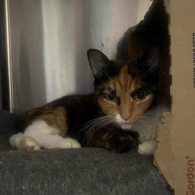 Callie O'malley thumbnail 3