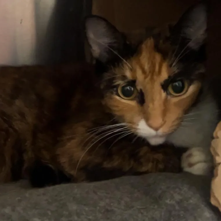 Callie O'malley thumbnail 4