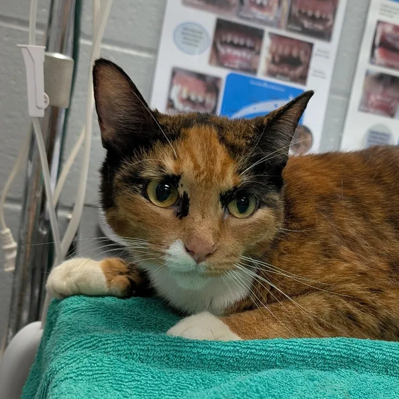 Callie O'malley thumbnail 5