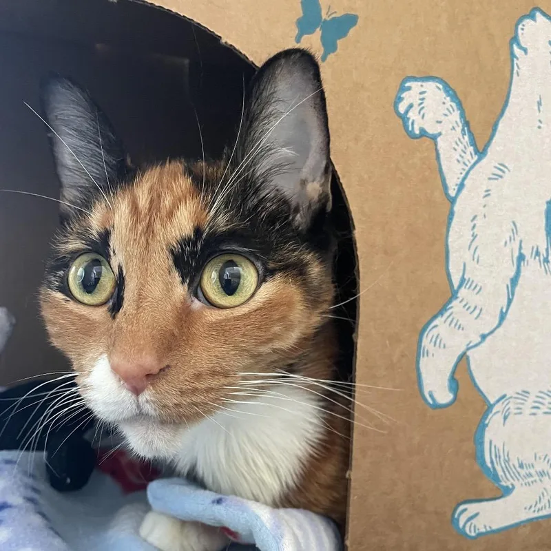 Callie O'malley thumbnail 6