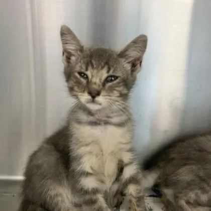 An adult medium-sized male Domestic Short Hair cat named Cannoli for adoption in Lansing, MI