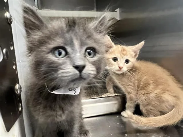 A baby small-sized female Domestic Short Hair cat named Snickers for adoption in Tustin, CA