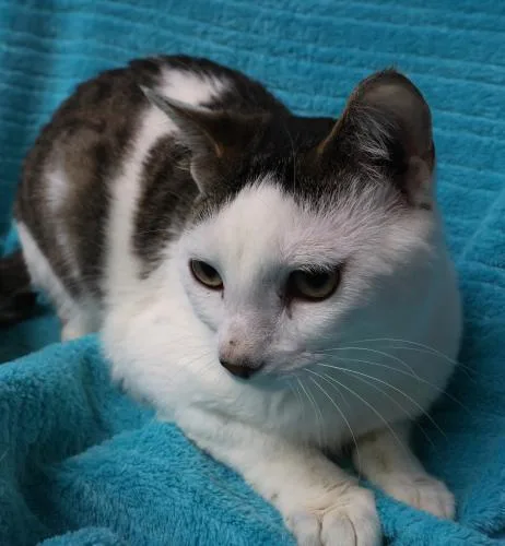 An adult medium-sized male Domestic Short Hair cat named Eban for adoption in Thief River Falls, MN