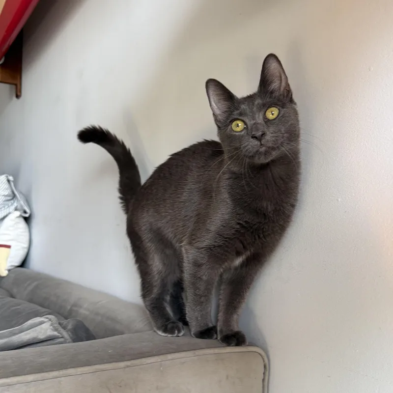 A baby medium-sized male Gray / Blue / Silver Domestic Short Hair cat named Rivington and Delancey for adoption in Brooklyn, NY
