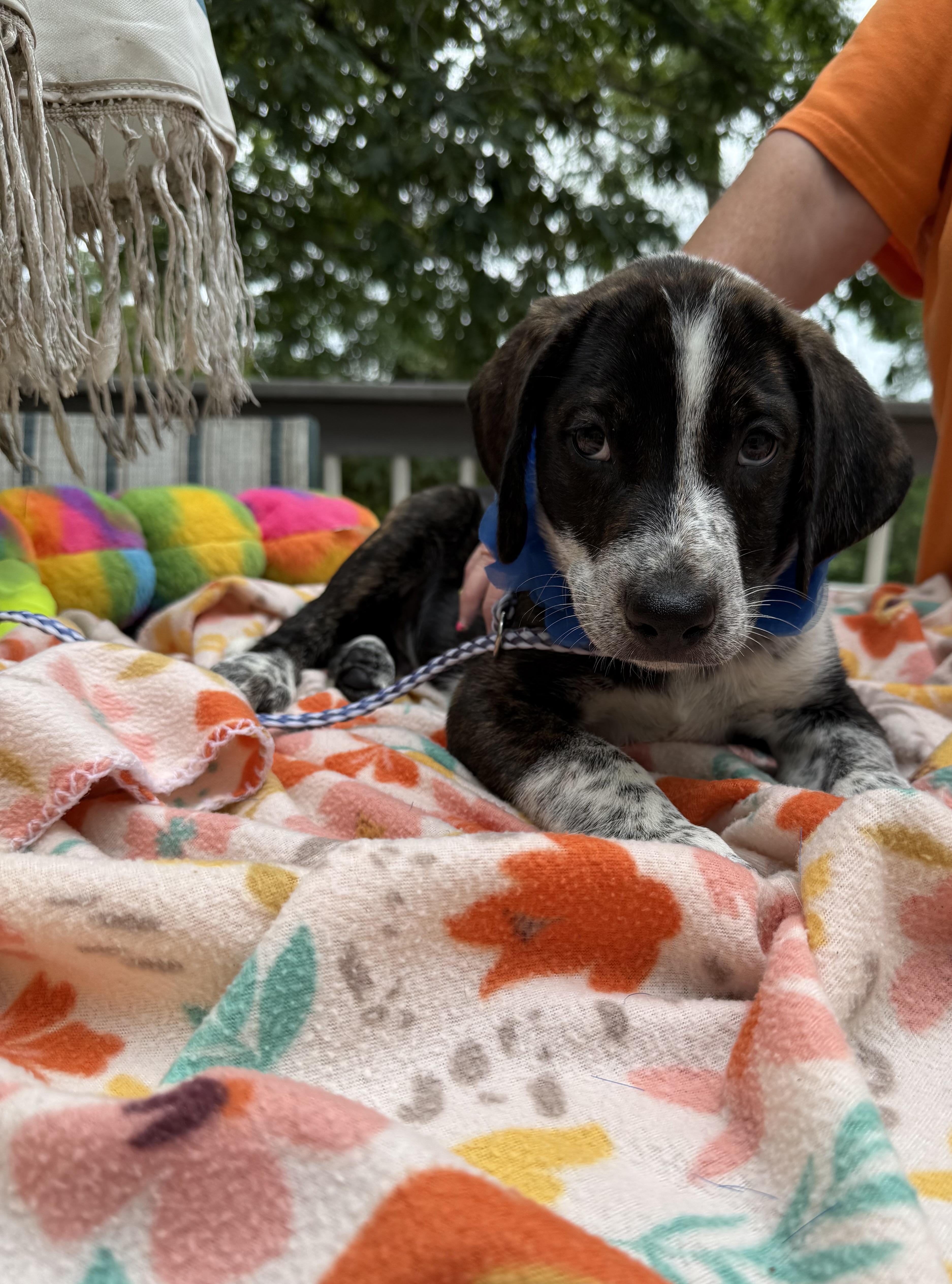 A baby medium-sized male Brindle Australian Shepherd dog named Brody for adoption in White Lake, MI
