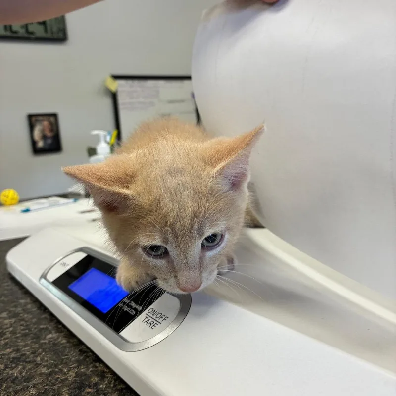 A baby small-sized male Buff / Tan / Fawn Domestic Medium Hair cat named Four for adoption in Morganfield, KY