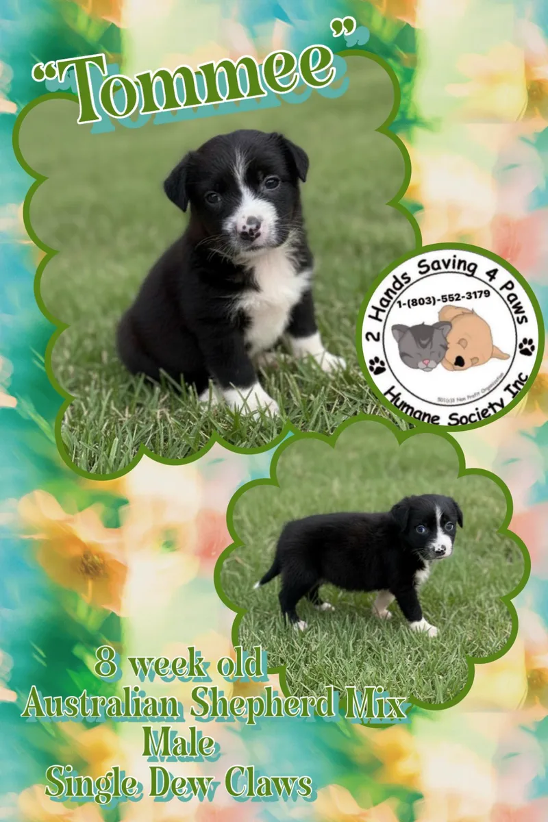 A baby medium-sized male Black Australian Shepherd dog named Toppee for adoption in Thomson , GA