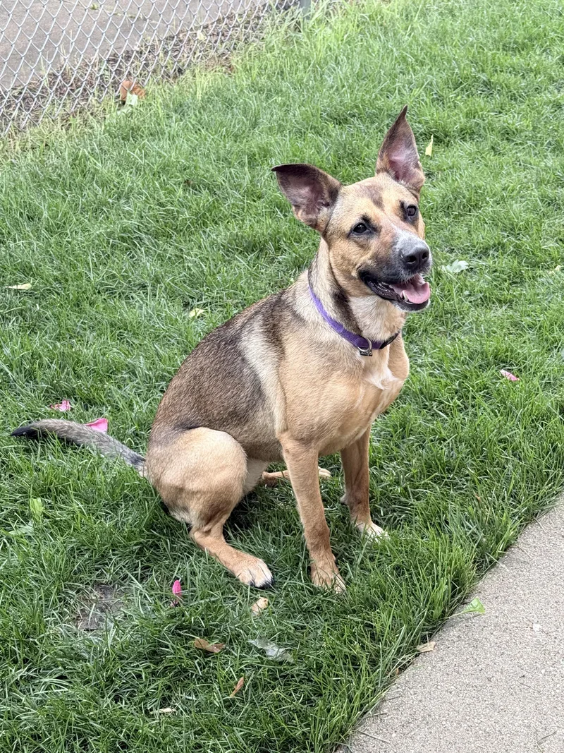 A young medium-sized female Brown / Chocolate German Shepherd Dog dog named Shilo for adoption in Chicago, IL