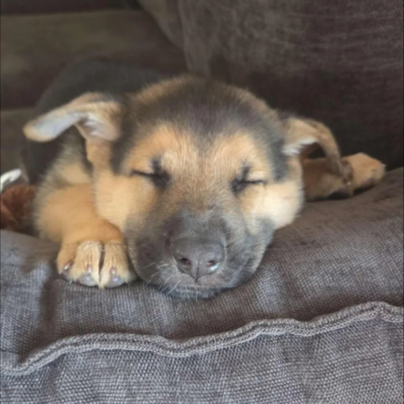 A baby small-sized female Yellow / Tan / Blond / Fawn Mixed Breed dog named Christina for adoption in Buffalo, MN