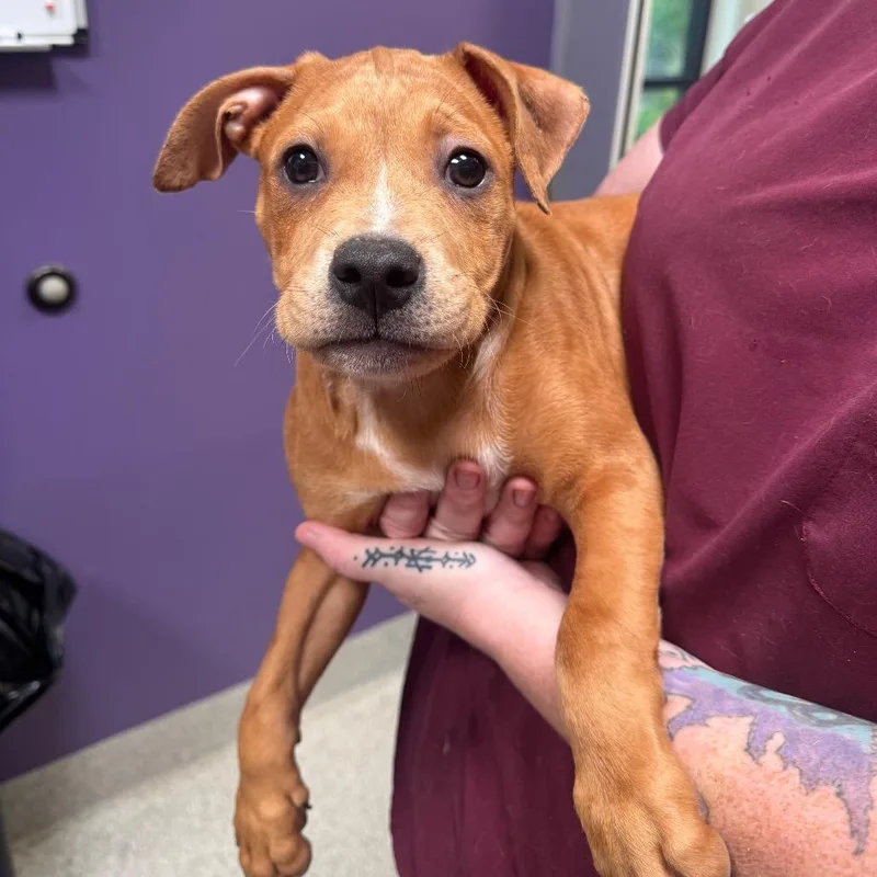 A baby medium-sized male Brown / Chocolate Catahoula Leopard Dog dog named Travis for adoption in Englewood, FL