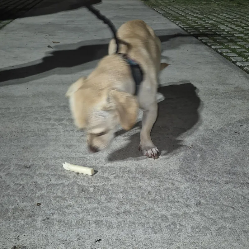 Rolo Lolo thumbnail 2