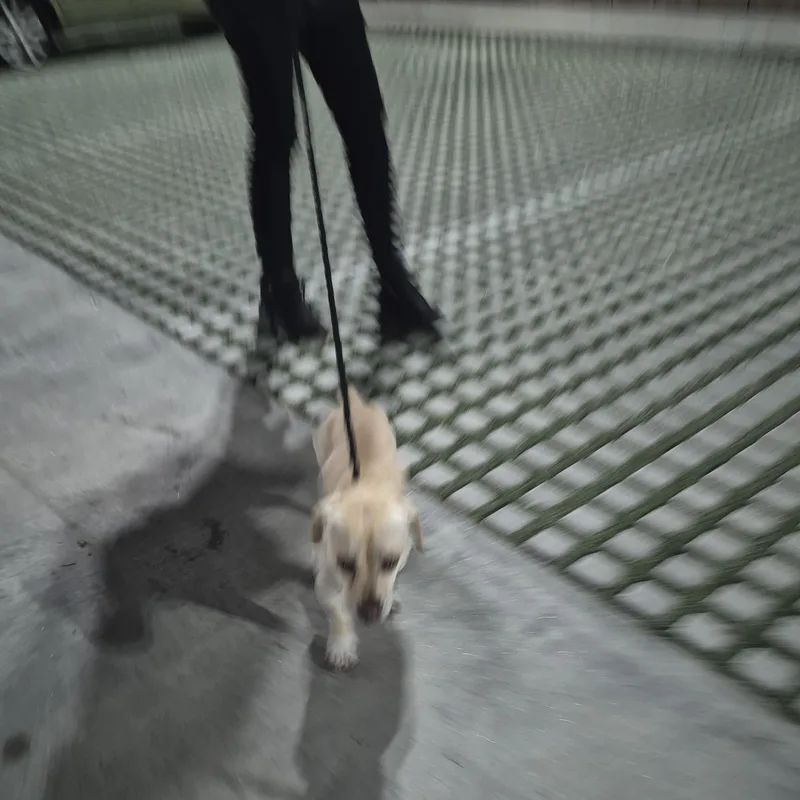 Rolo Lolo thumbnail 3