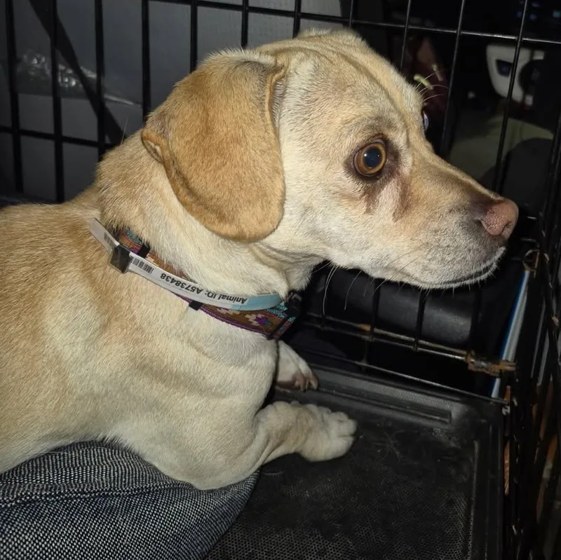 Rolo Lolo thumbnail 4