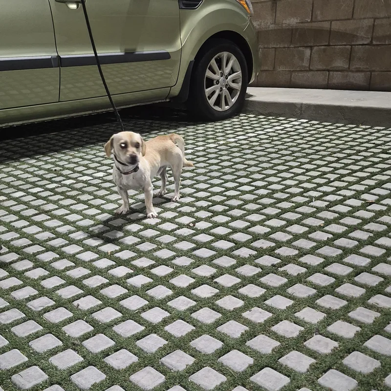 Rolo Lolo thumbnail 5