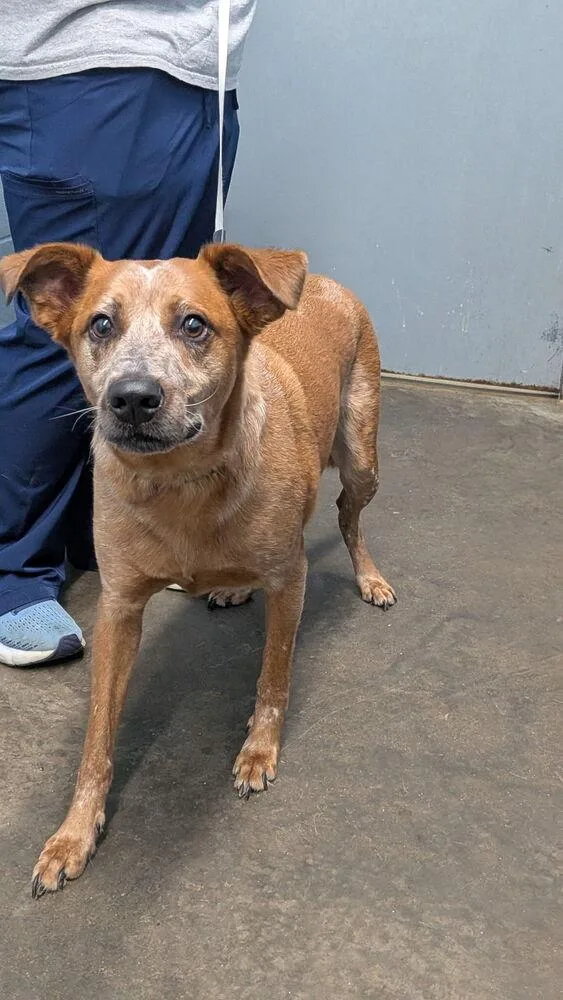 An adult large-sized male Red / Chestnut / Orange Cattle Dog dog named Pete for adoption in Evansville, IN