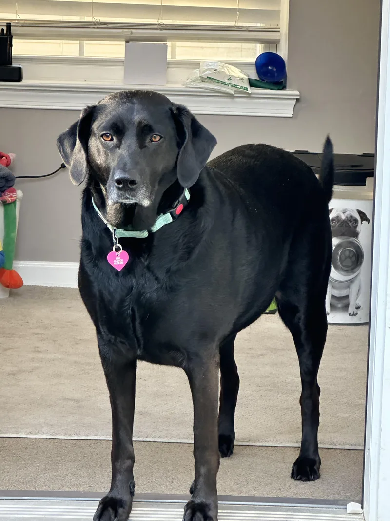 An adult large-sized female Black Labrador Retriever dog named Salem for adoption in Elkton, MD