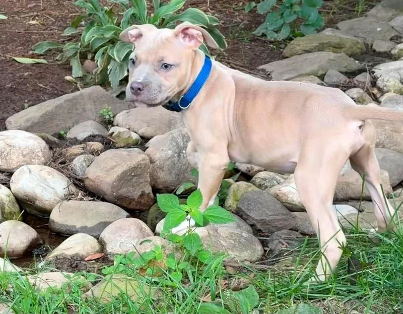 A young medium-sized male Pit Bull Terrier dog named Clyde for adoption in Rockville, MD
