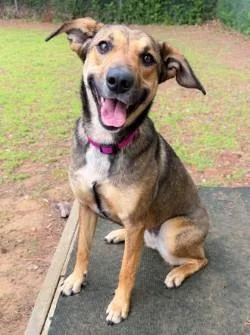 A young medium-sized female Tricolor (Brown, Black, & White) German Shepherd Dog dog named Bella for adoption in Henderson, TX