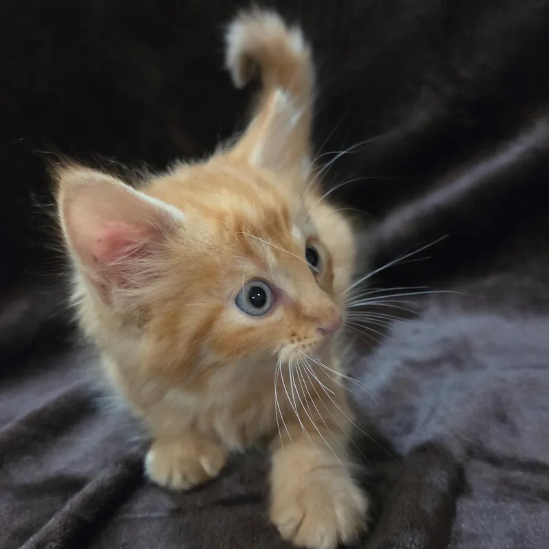 A baby medium-sized male Domestic Long Hair cat named Latte for adoption in Baytown, TX