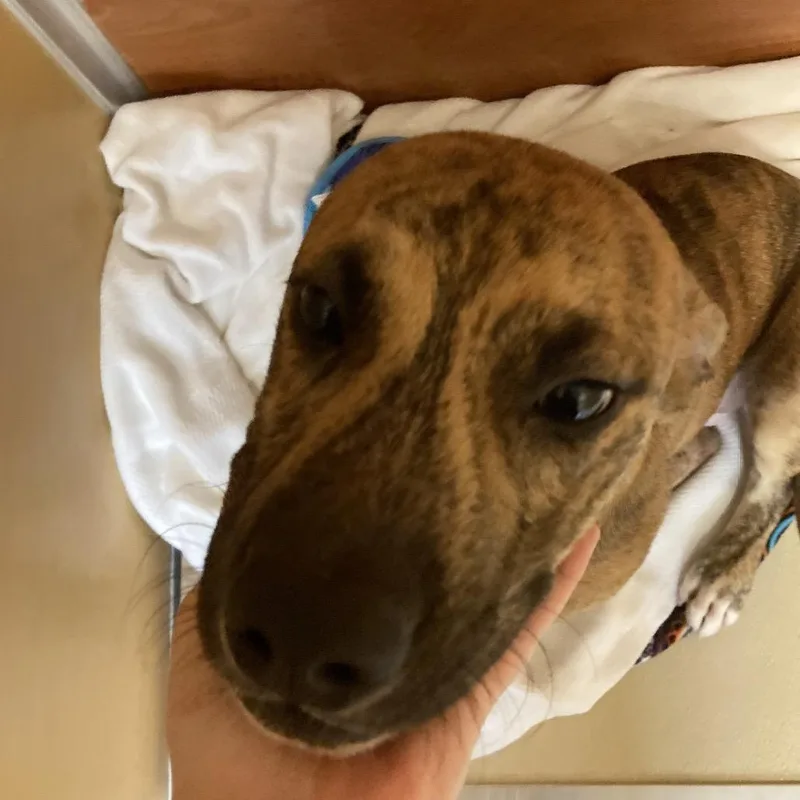 A young medium-sized male Brindle Mixed Breed dog named Mel for adoption in Saint Charles, MO