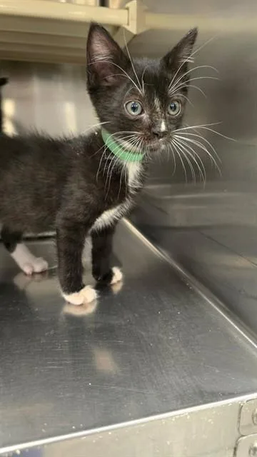 A baby small-sized male Domestic Short Hair cat named Sylvester for adoption in Rancho Cucamonga, CA