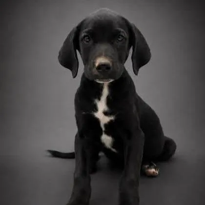 A young medium-sized male Black Terrier dog named Boone for adoption in Allentown, PA