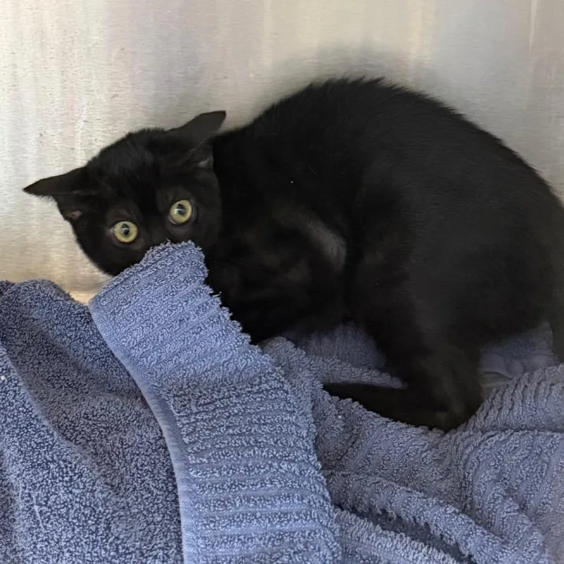 A baby small-sized female Black Domestic Short Hair cat named Babushka for adoption in Englewood, FL