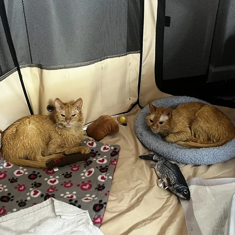 A senior medium-sized male Orange / Red Domestic Medium Hair cat named Red Lobster for adoption in Evanston, IL